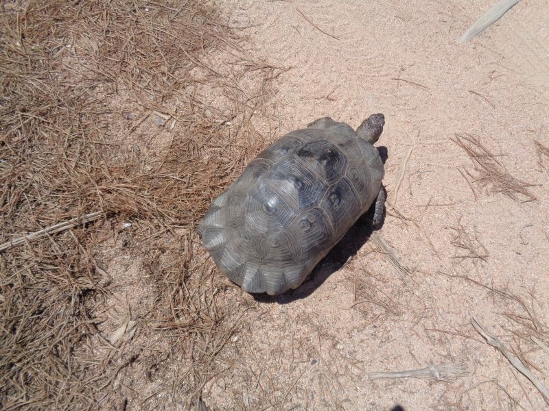 Testudo marginata di colore nero.