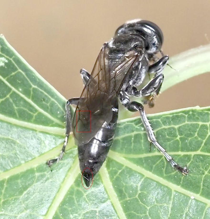 Crabronidae? S, femmina di Tachysphex sp.