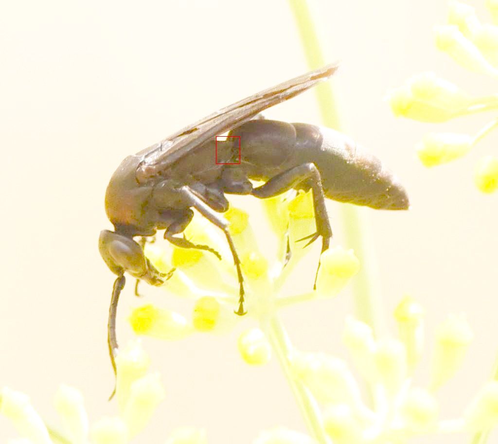 Pompilidae: sospetta Eoferreola manticata. Quasi, Ferreola diffinis