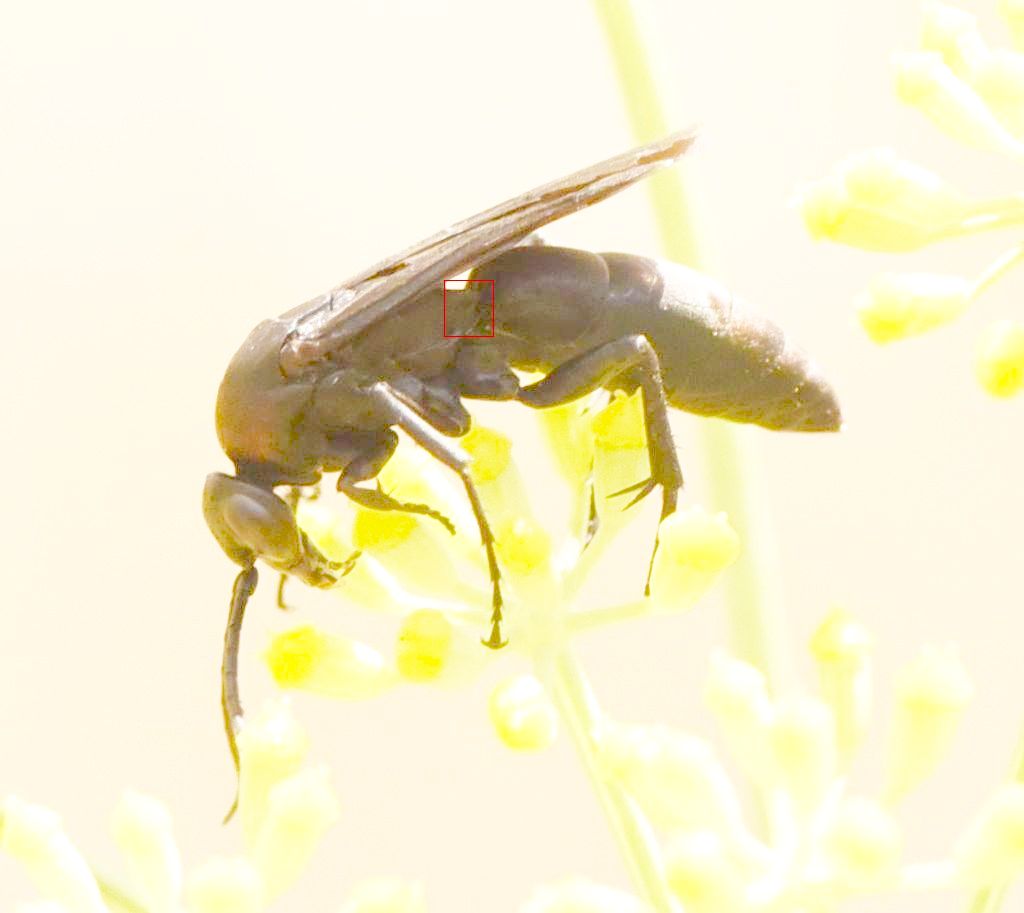 Pompilidae: sospetta Eoferreola manticata. Quasi, cf. Ferreola diffinis