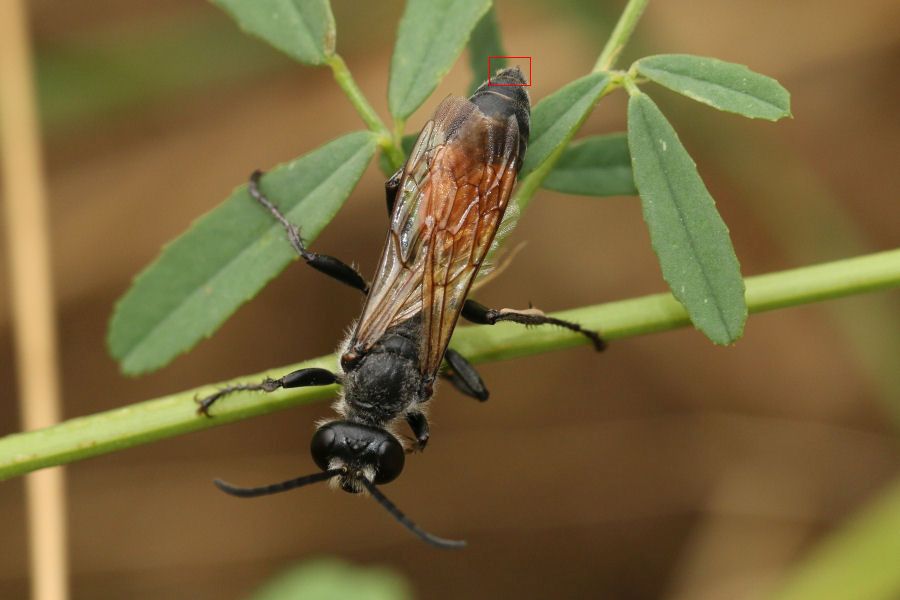 Sphecidae: maschio di Sphex cf. flavipennis