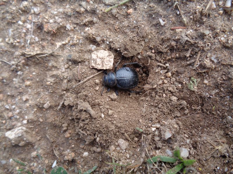 Tenebrionidae: Pimelia undulata