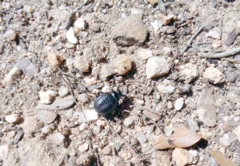 Tenebrionidae: Pimelia goryi