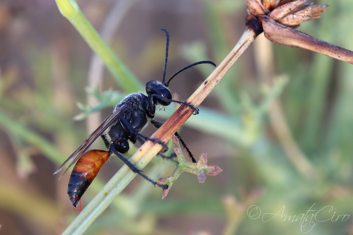 Sphecidae: maschio di Sphex cf. flavipennis