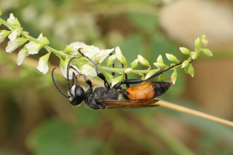 Sphecidae: maschio di Sphex cf. flavipennis