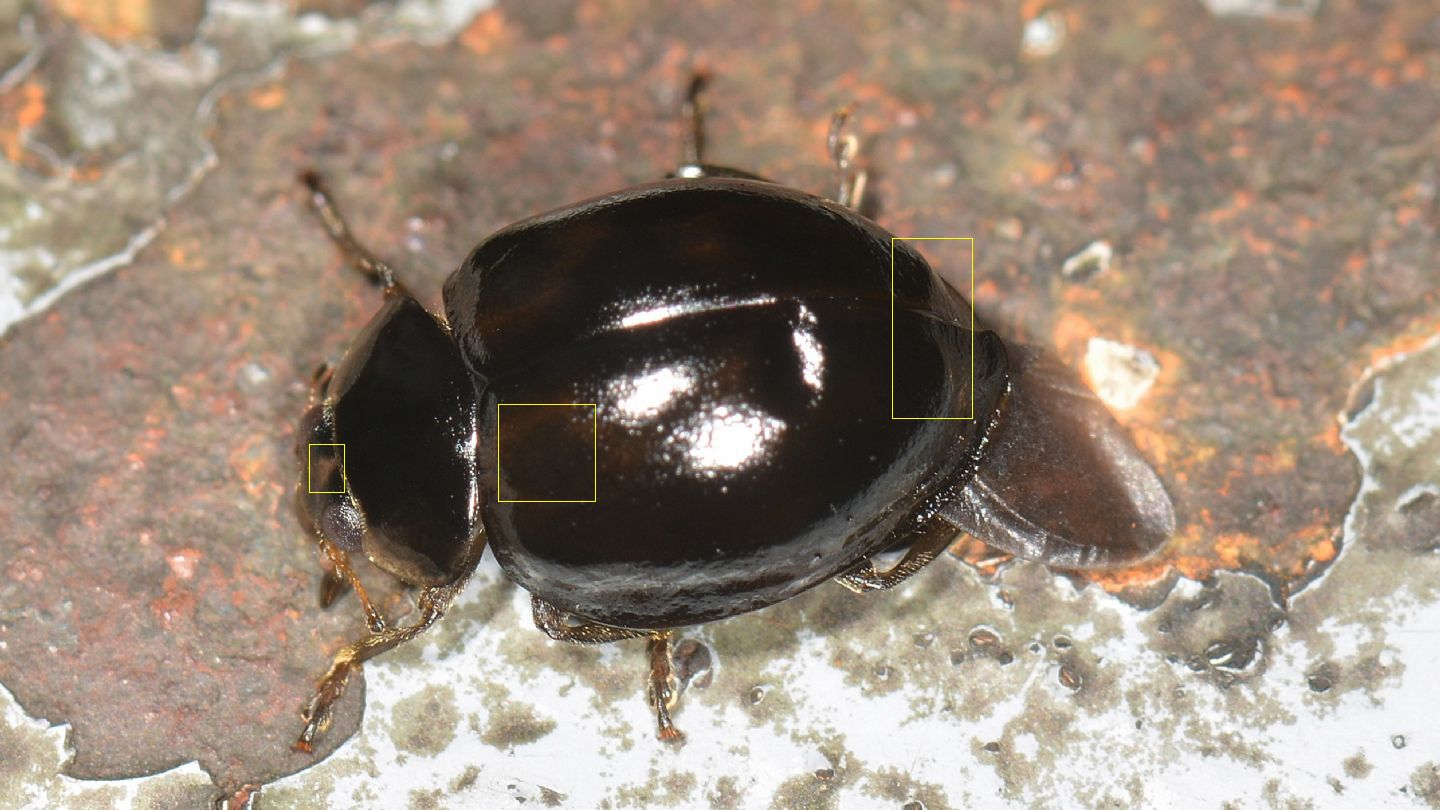 Coccinella nera: Harmonia ayridis