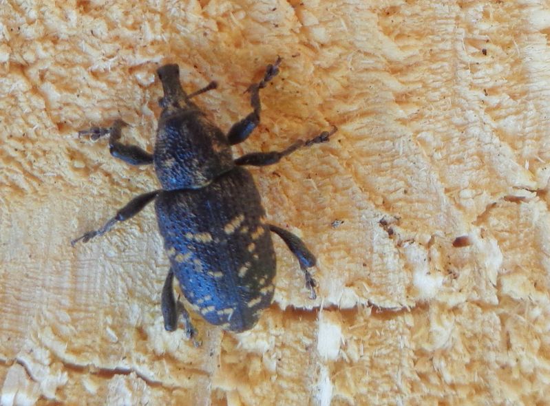 Hylobius abietis, Curculionidae