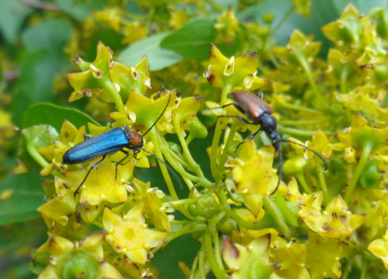 Oedemeridae: femmina di Anogcodes ruficollis