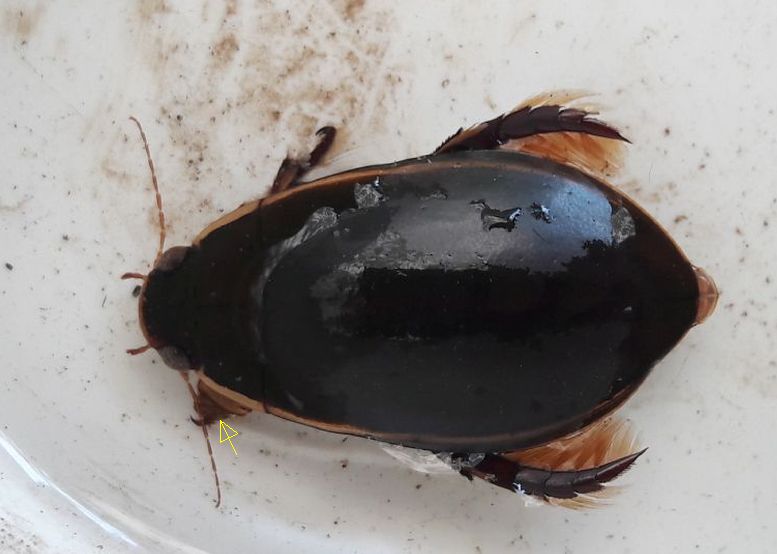 Dytiscidae: Cybister lateralimarginalis