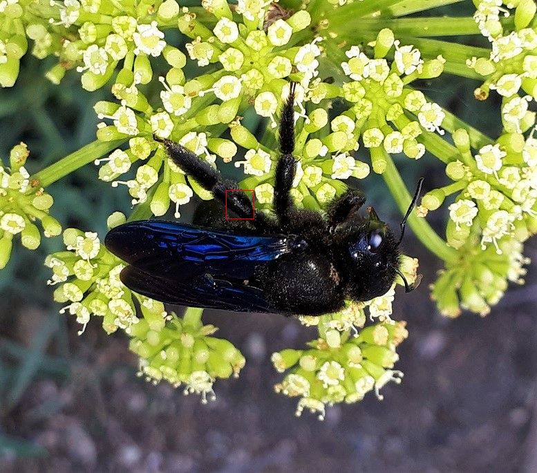 Apidae: Xylocopa valga? No, femmina di X. violacea