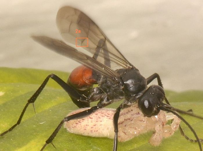 Pompilidae da id