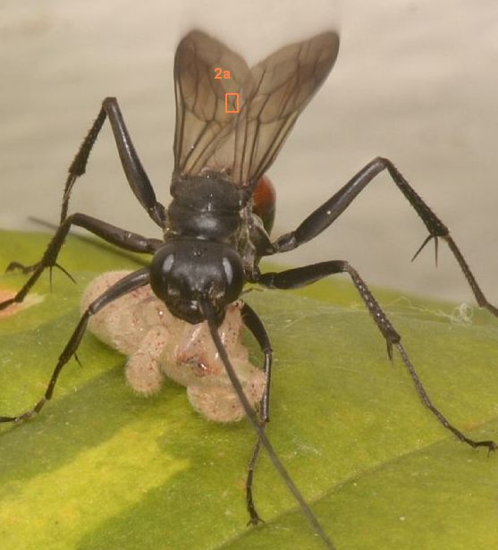 Pompilidae da id