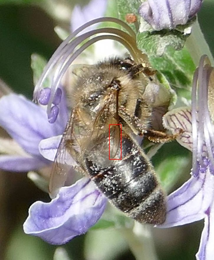 Apidae: Apis mellifera ssp. siciliana