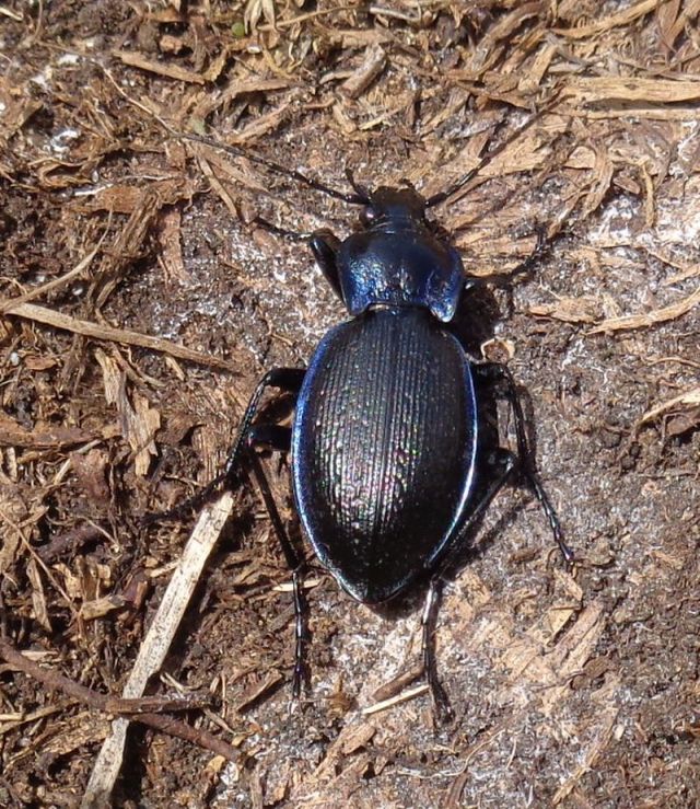 Carabidae: Carabus (Mesocarabus) problematicus problematicus