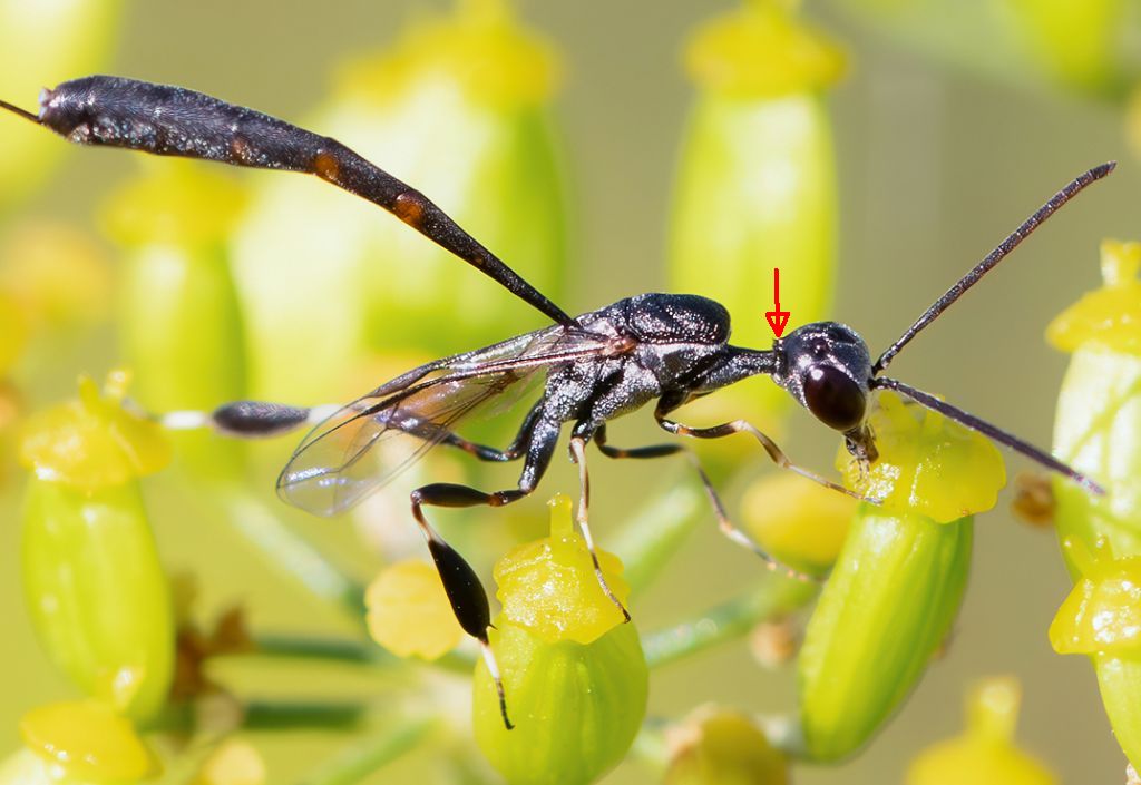 Gasteruptiidae: Gasteruption jaculator. No, femmina di G. caucasicum