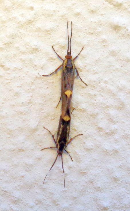 Oecophoridae: coppia di Esperia sulphurella