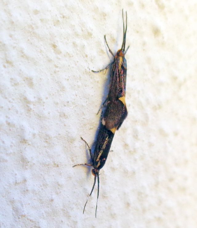 Oecophoridae: coppia di Esperia sulphurella