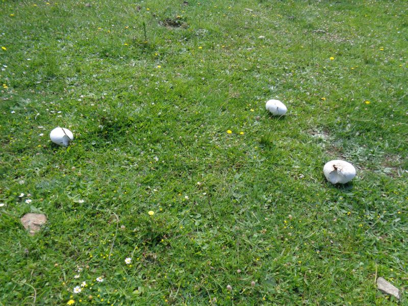Calvatia sp.