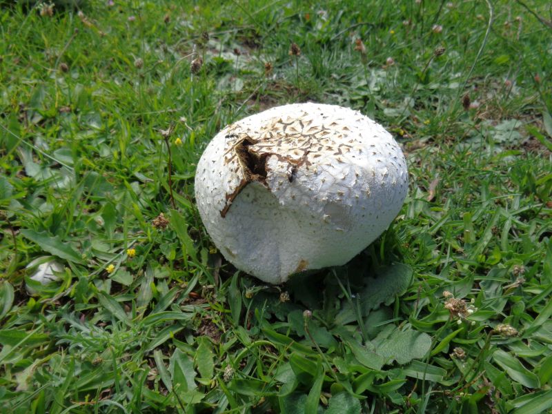 Calvatia sp.