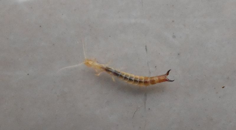 Dipluro da ID