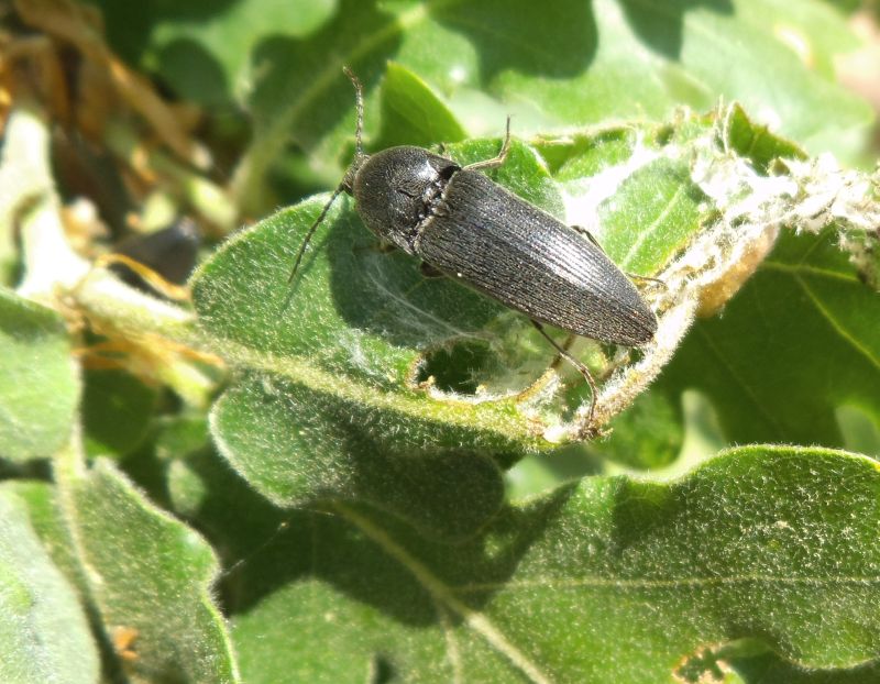 Melanotus brunnipes, Elateridae