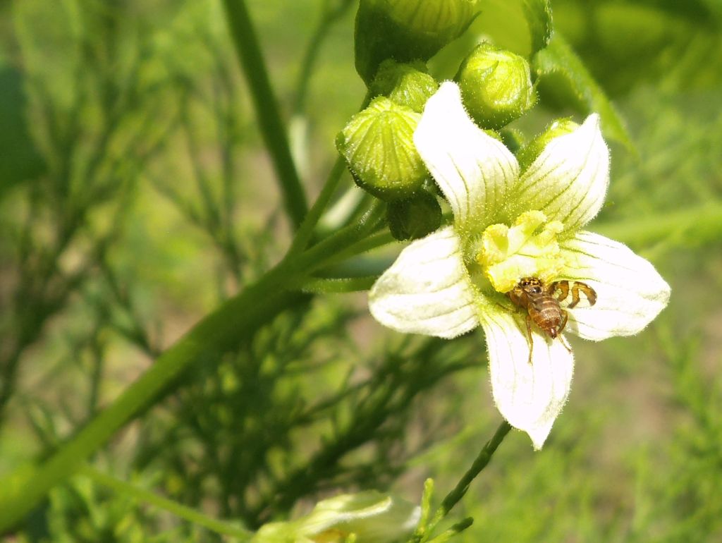 Goniglossum wiedemanni (Tephritidae) su Bryonia dioica