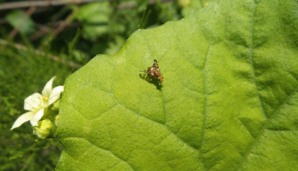 Goniglossum wiedemanni (Tephritidae) su Bryonia dioica