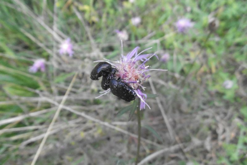 Oxythyrea funesta in settembre
