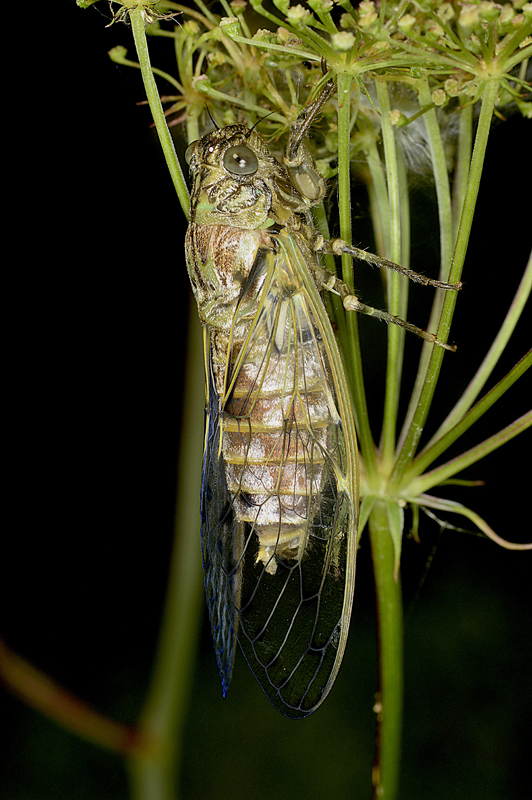 Cicadidae: Cicada orni