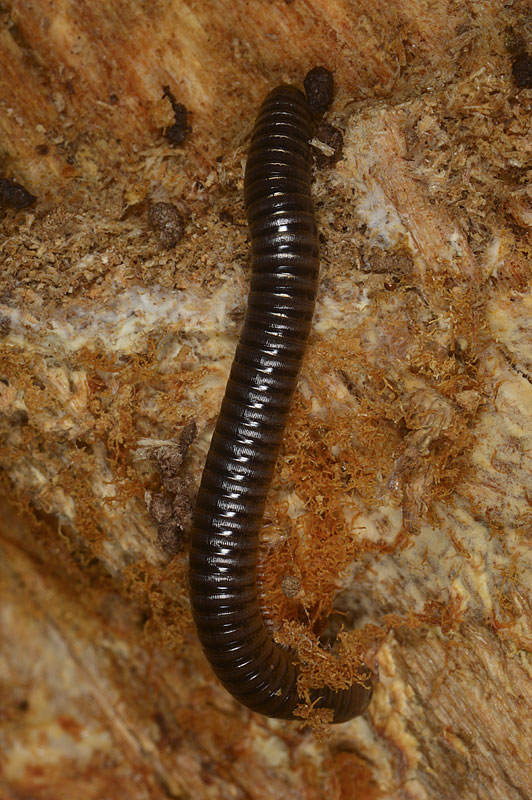 Diplopode da teterminare