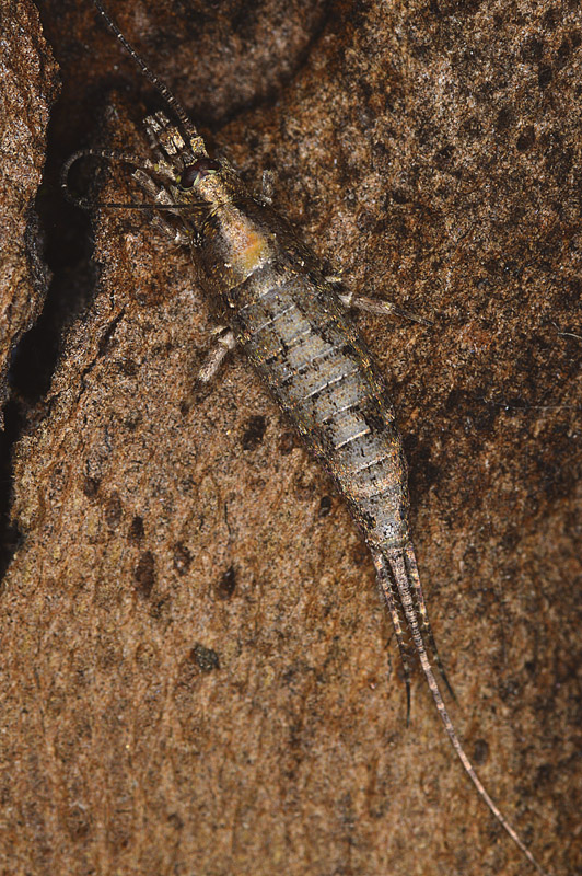 Thysanura?   ...Microcoryphia: fam. Machilidae