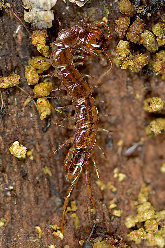 Chilopode da determinare: cfr.  Lithobiidae