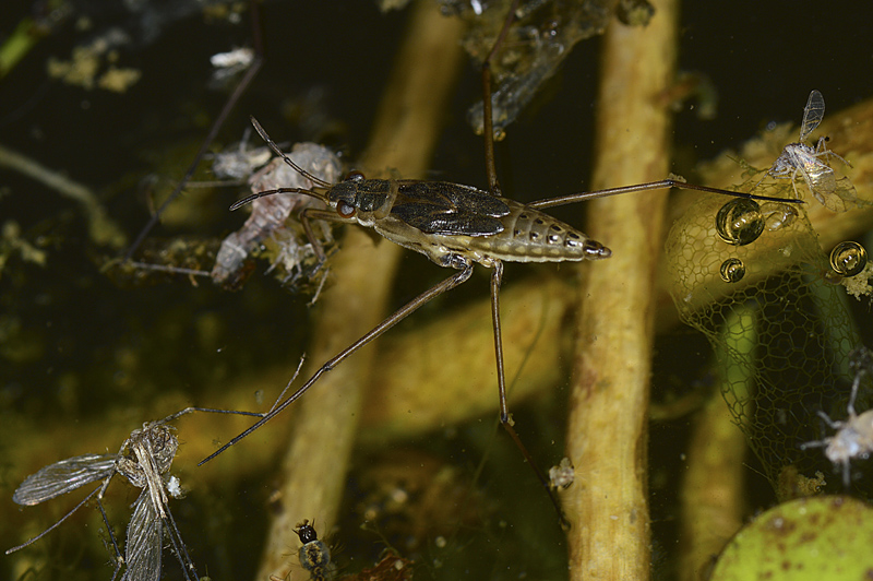 ninfa di Gerridae: Gerris sp.