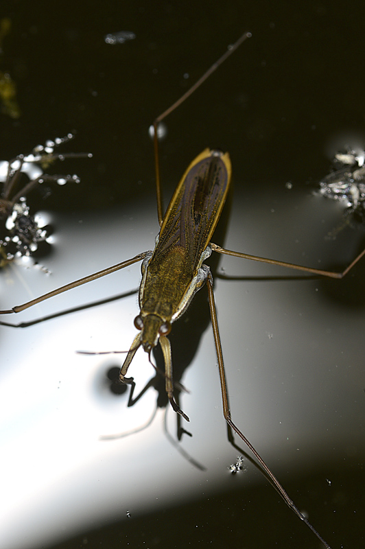 Gerridae: Gerris sp.