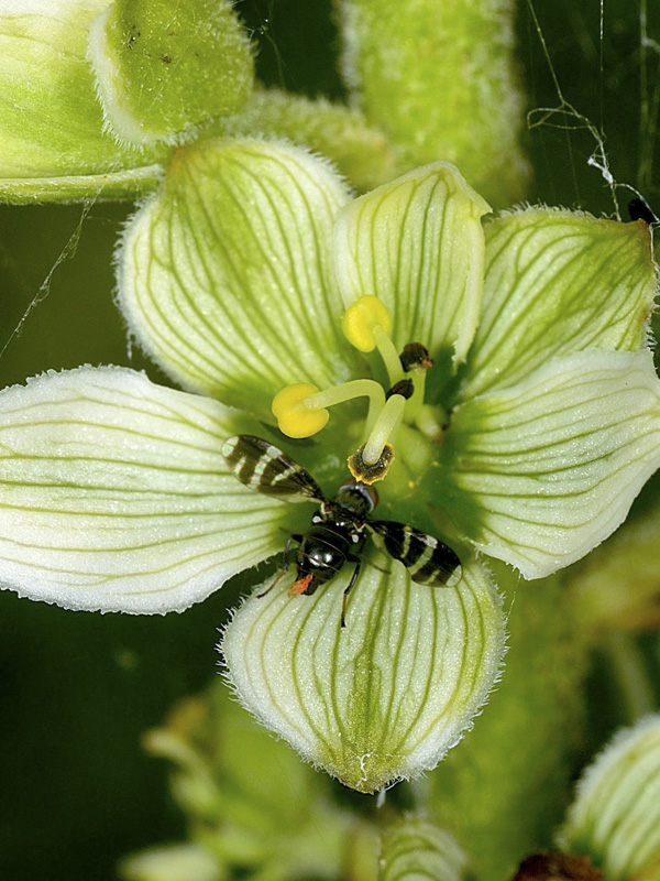 Tephritidae?   No, Ulidiidae: Herina frondescentiae