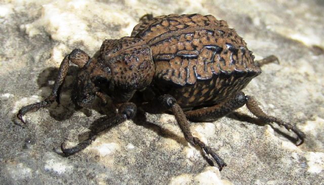 Brachyceridae : Brachycerus undatus?....Sì....