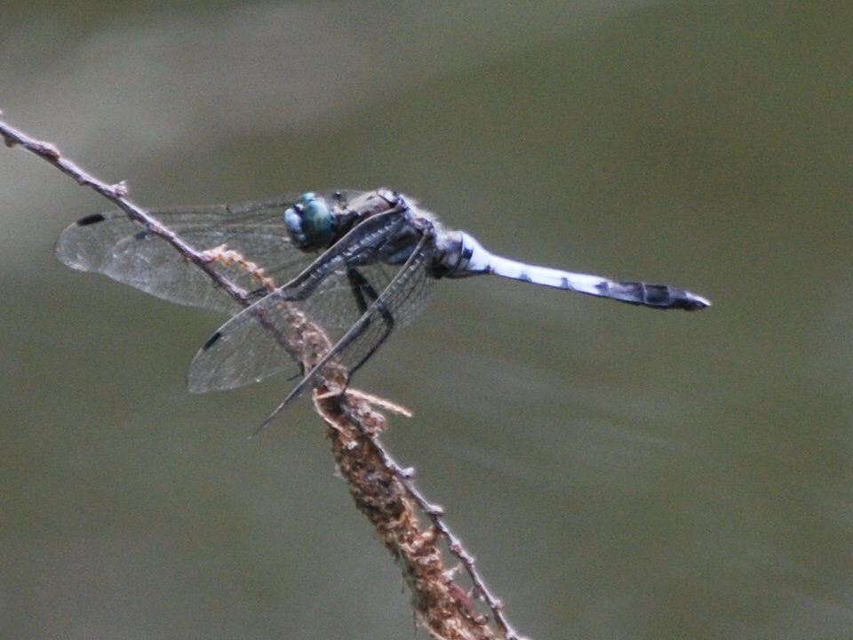 Orthethrum? - Orthetrum albistylum