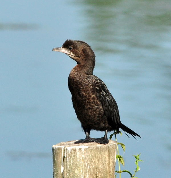 Marangone minore - Phalacrocorax pygmeus