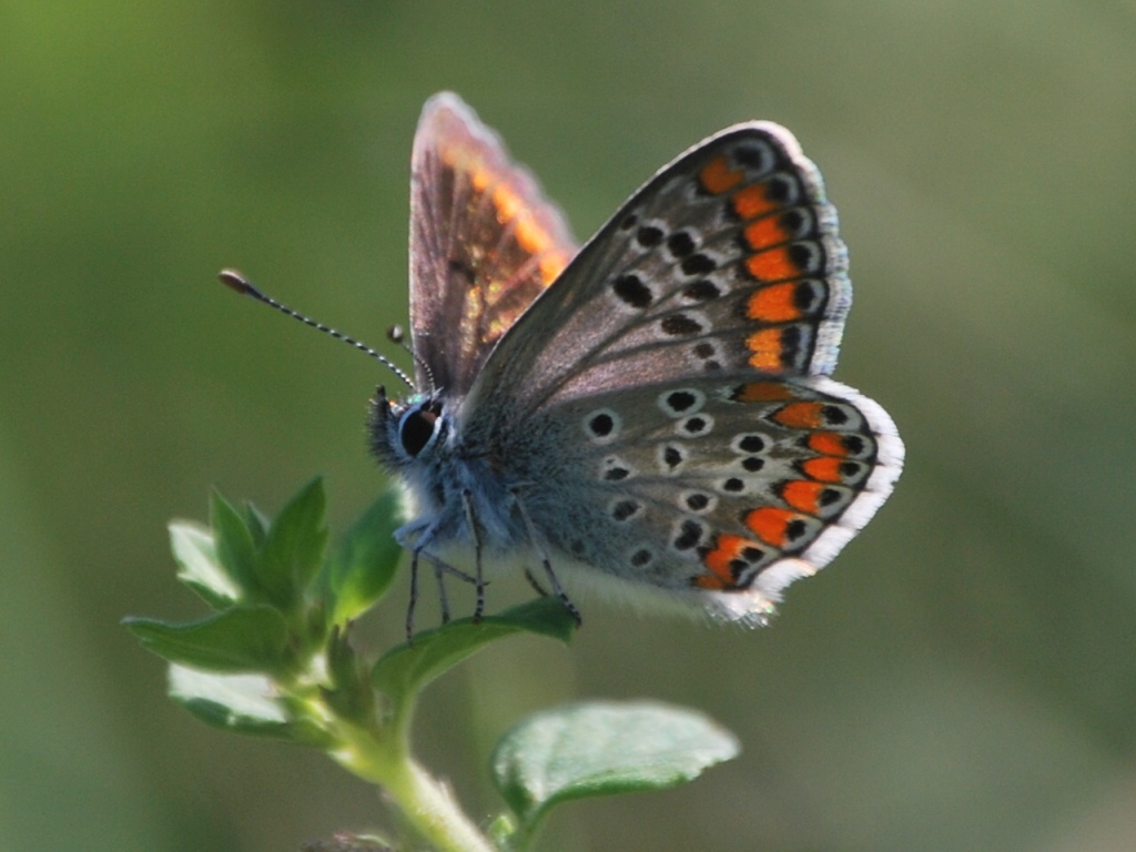Aricia agestis?