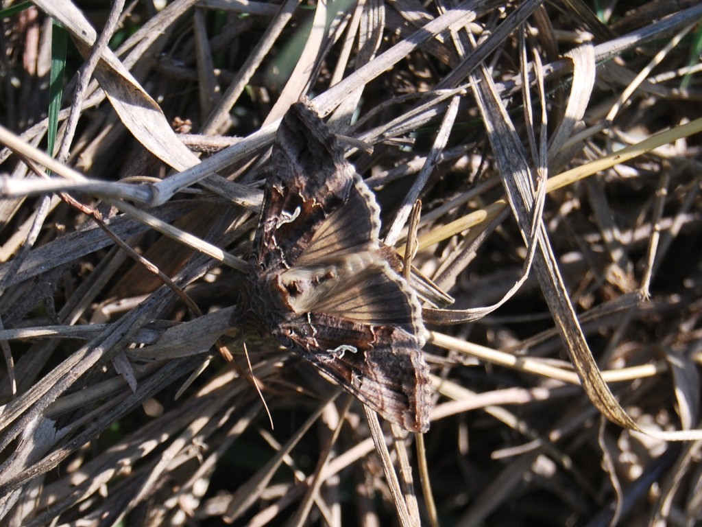 Autographa gamma?