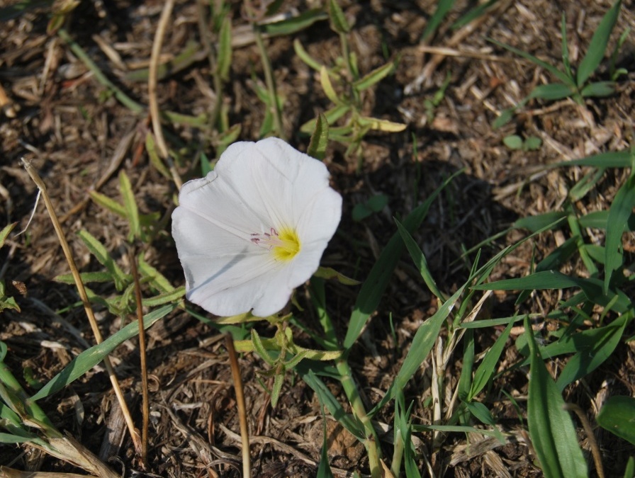 Convolvulus arvensis