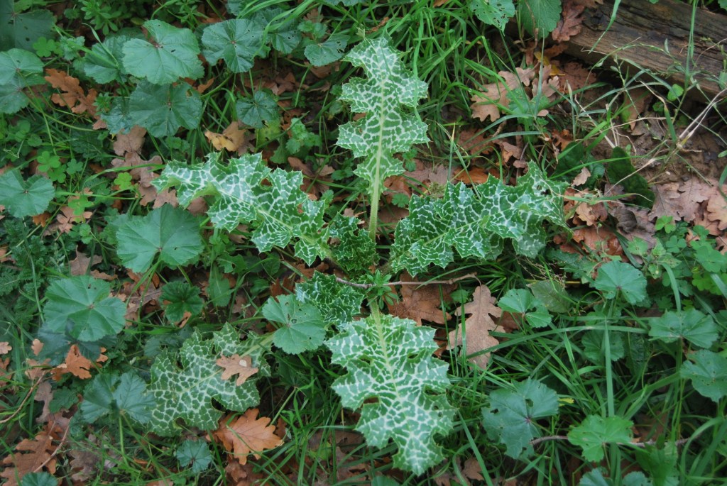 Forl: Silybum marianum
