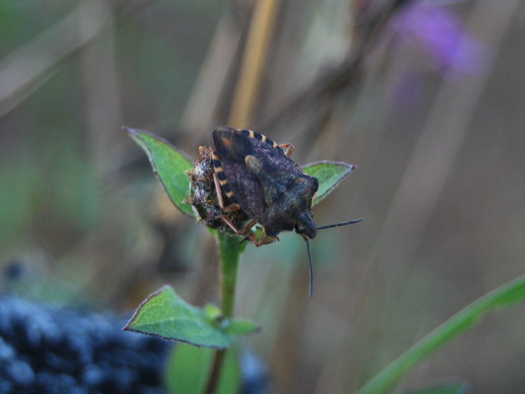 Uno strano Carpocoris della Romagna (FO)
