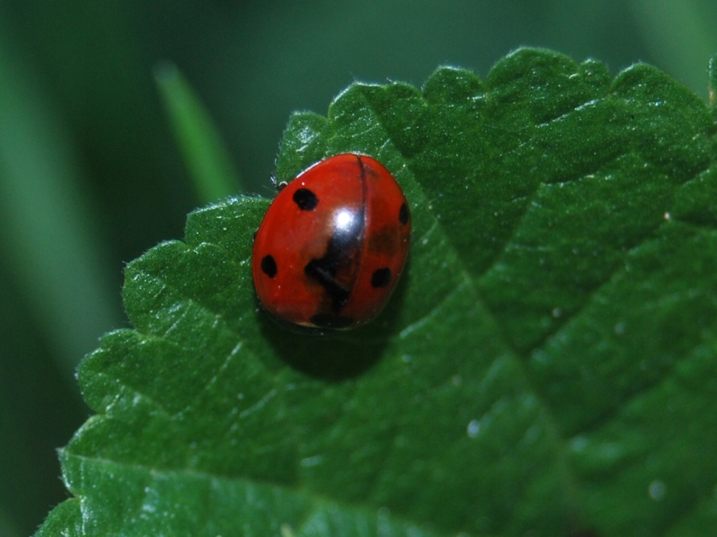 Coccinella septempunctata