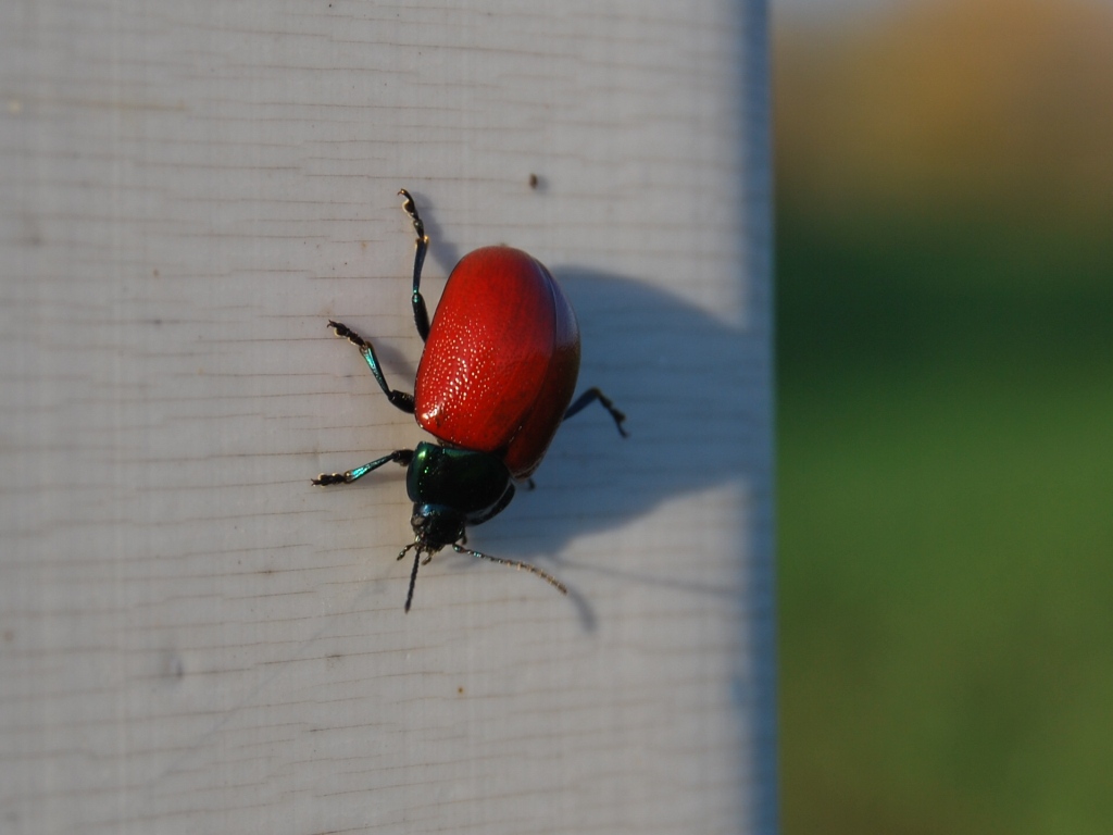 Chrysolina grossa?