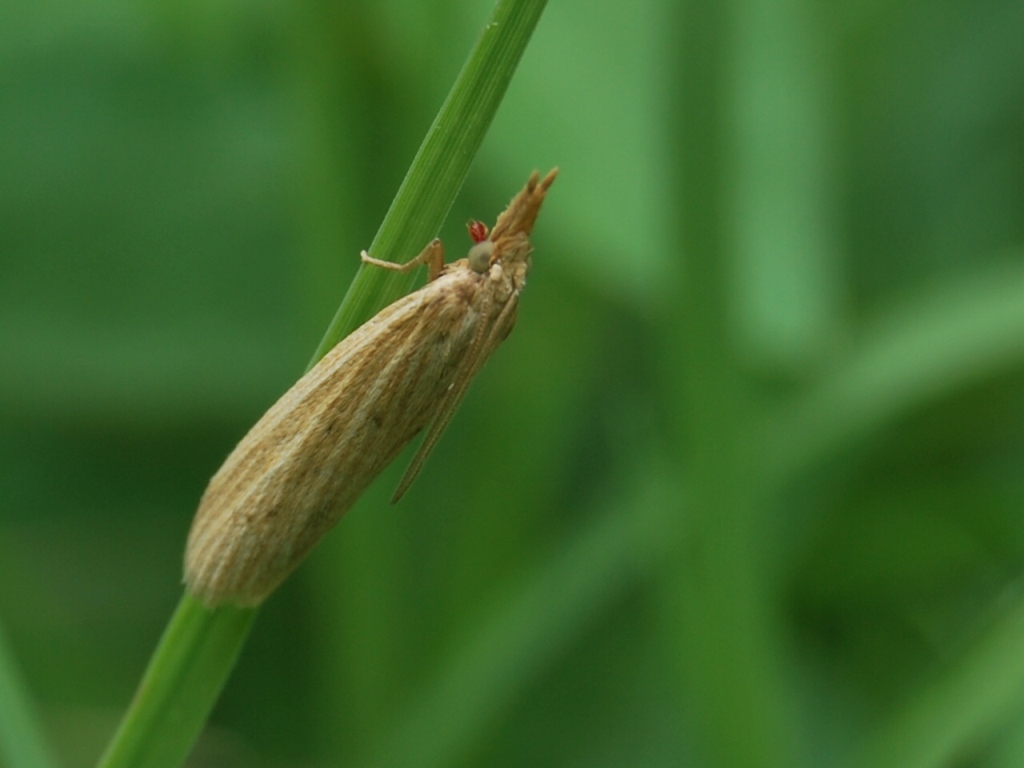 Crambidae?