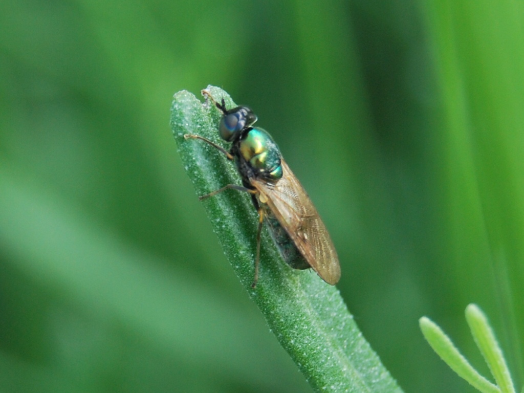 Chloromyia formosa