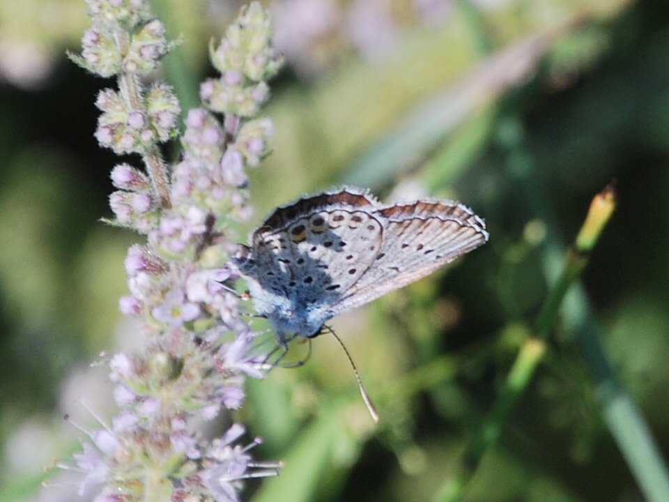 Lycenidae da id