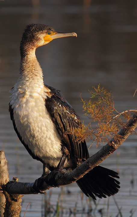 Cormorano - Phalacrocorax carbo