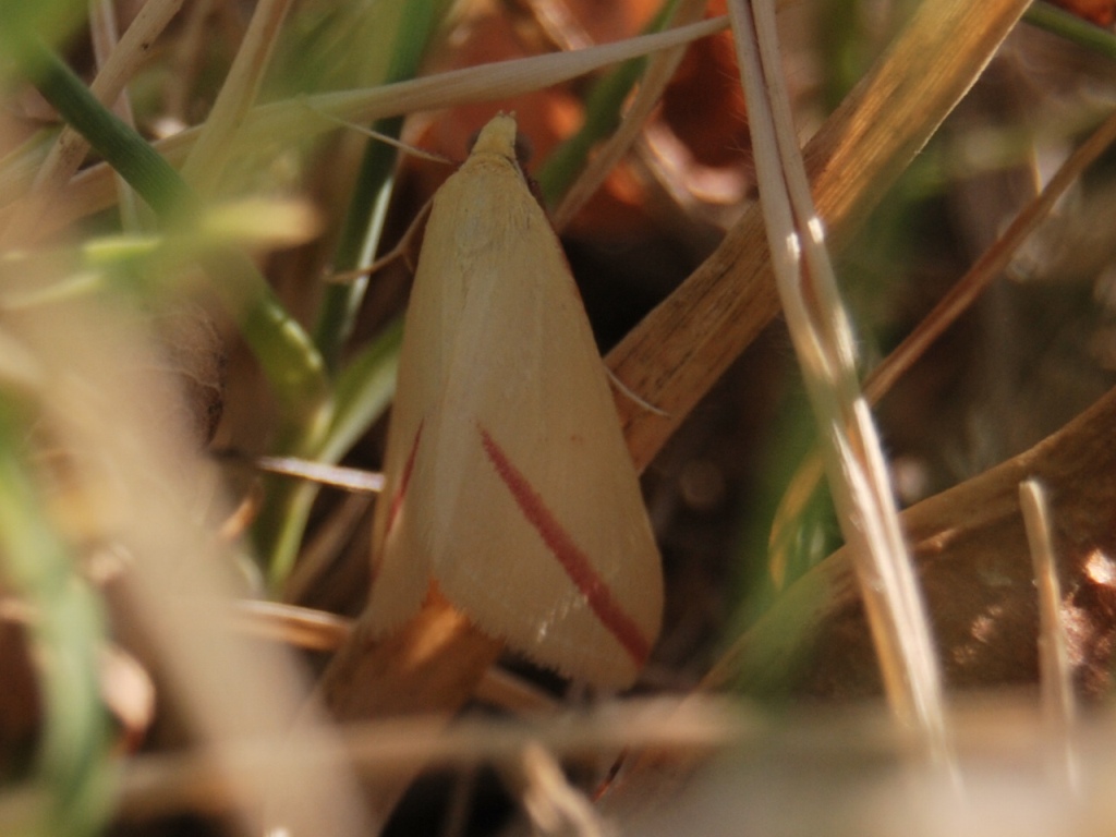 Micro identificazione